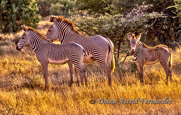 Grevys-Zebra-family-at-dawn-Samburu-Kenya